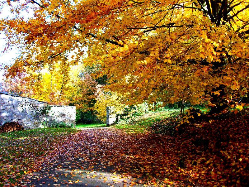 eifel im herbst 003.jpg