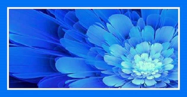 Blaue Blume-1.jpg