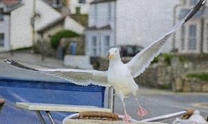 Gull-Sennen.jpg