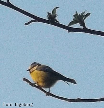 Apfelbaum-Meise.jpg