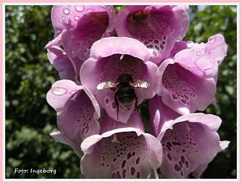 Digitalis-Hummel-800.jpg