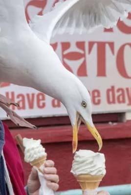 Stealing ice cream.jpg