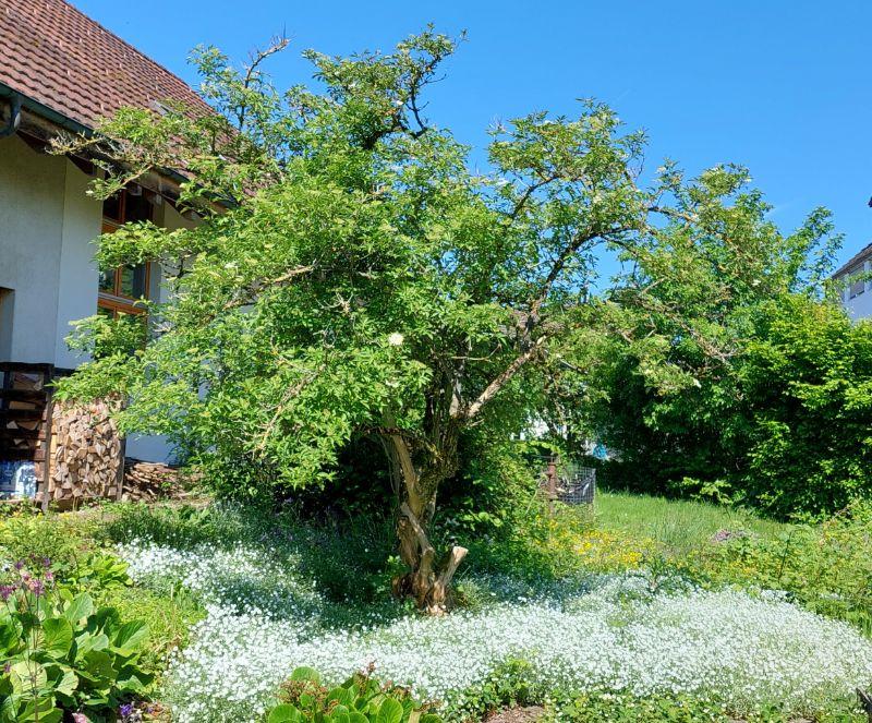 Mein Holunderbaum im Mai.jpg