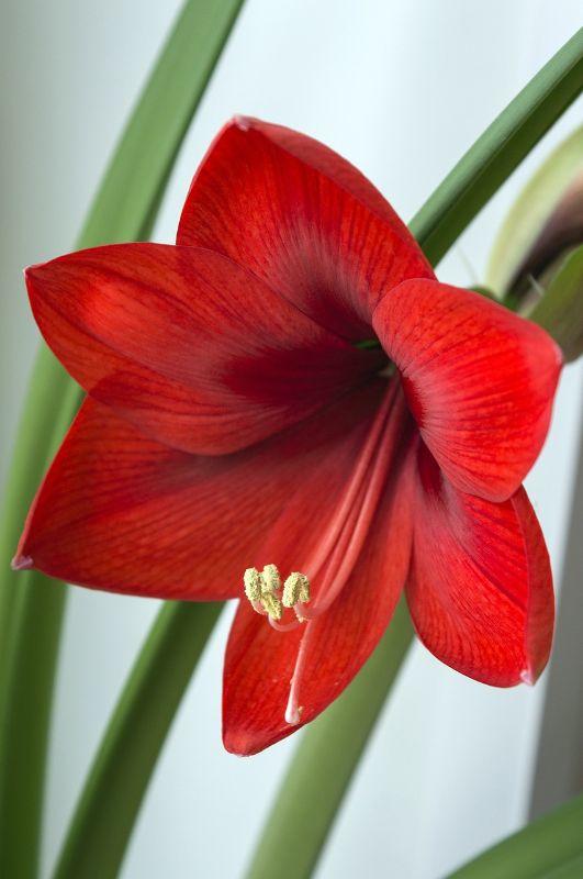 hippeastrum-1986383_1280.jpg