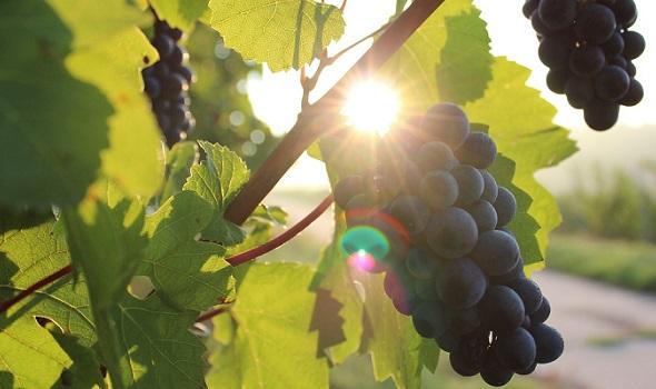 grapes-984493_1280Free-Photos_Pixabay.com.jpg