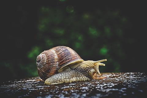 snail.jpg