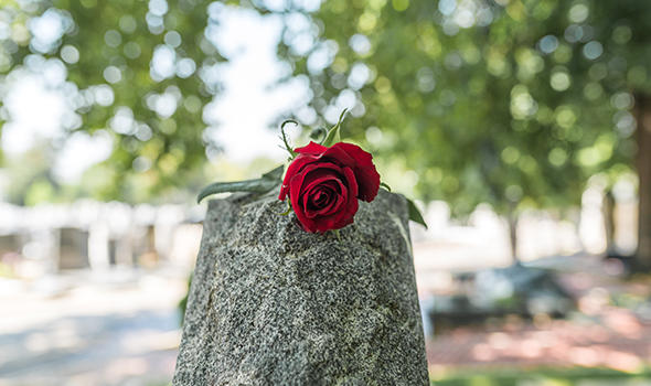 Freepik_one-wild-rose-on-the-tombstone_serdjophoto.jpg