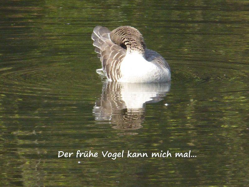 2019-Der frühe Vogel kann mich mal!.JPG