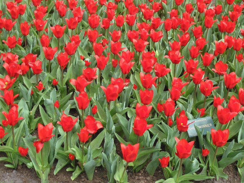 KEUKENHOF...2013..APRIL 005.JPG