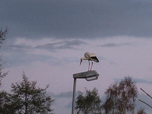 Storch neu.jpg