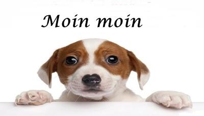 Hund -Moin 1.jpg