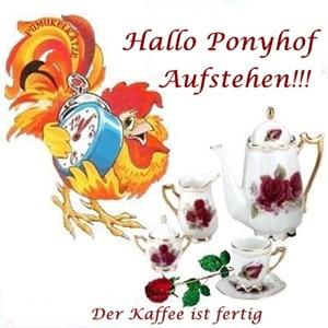 Hahn Hallo Ponyhof aufstehen 1.jpg