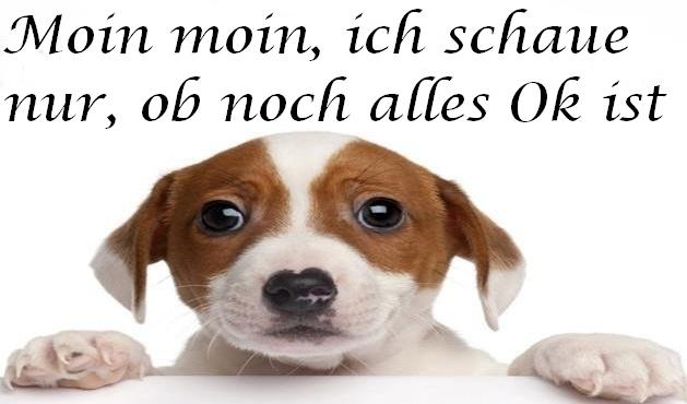 Hund2.jpg