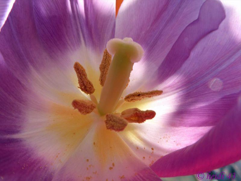 tulpe lila HS_1.jpg