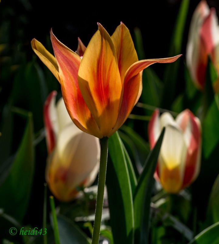 Tulpe 1_1.jpg