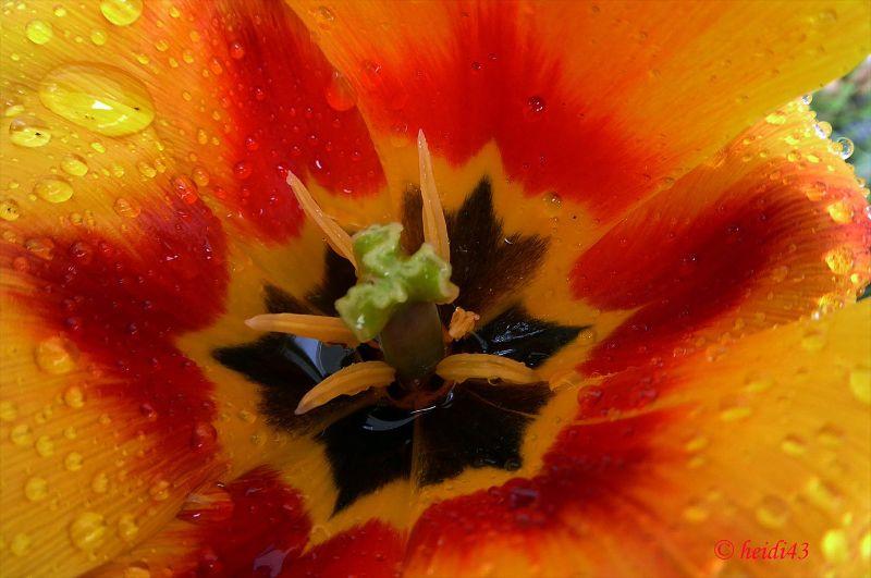 Tulpe im Regen  ST Ausschnitt_1.jpg