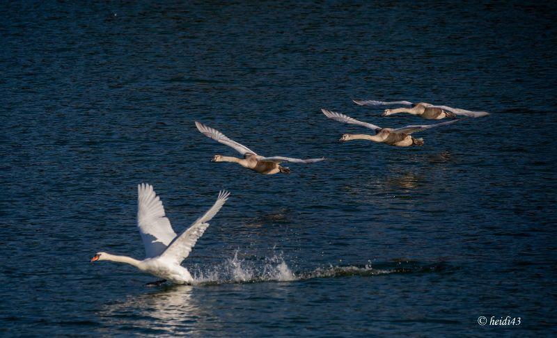 ST Schwäne im Flug 1.jpg