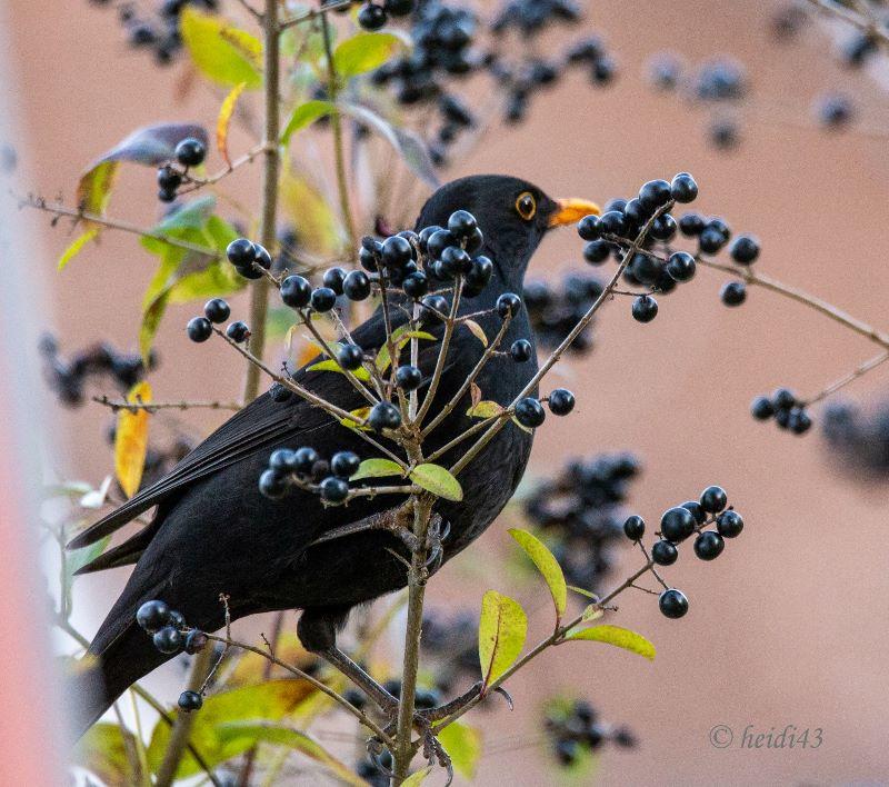 ST Amsel an Liguster .jpg