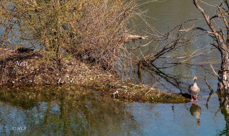 Graugänse  Nest für ST.jpg