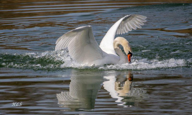 Höckerschwan HLS25.3.21.jpg