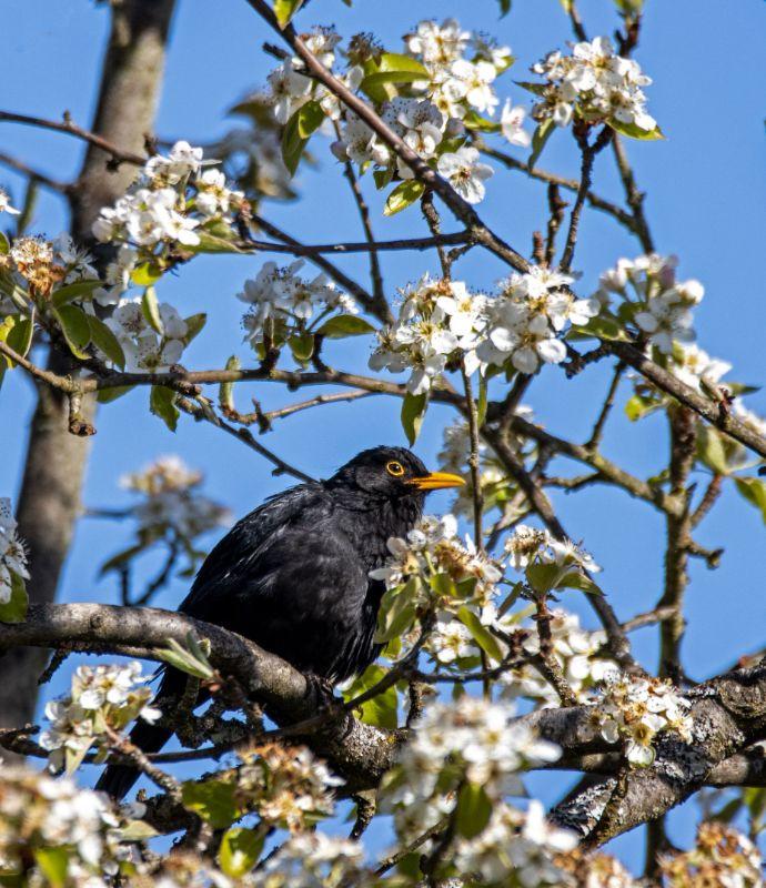 Amsel komprimiert.jpg