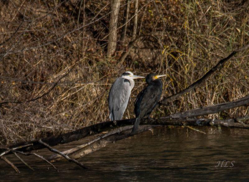 ST Graureiher+Kormoran.jpg