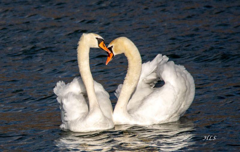 wa Höckerschwan Zuneigung.jpg