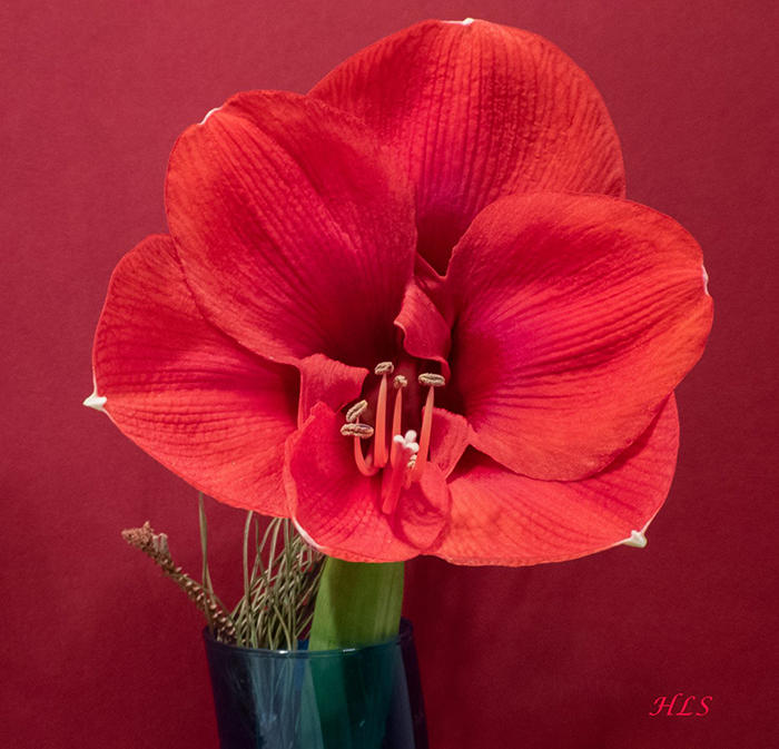 Amaryllis HLS kpr verkleinert.jpg