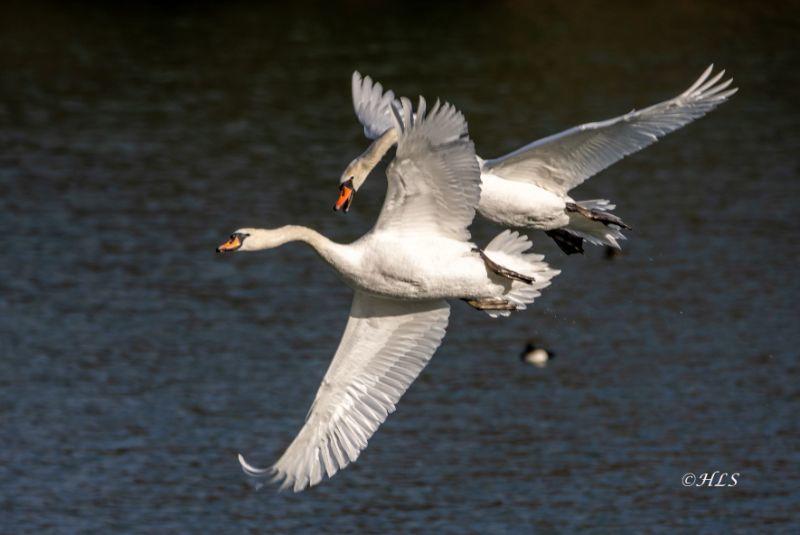 wa Höckerschwan Revierkampf.jpg