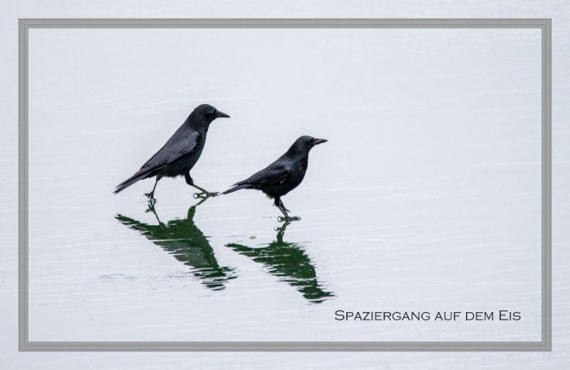 Spaziergang auf dem Eis.jpg