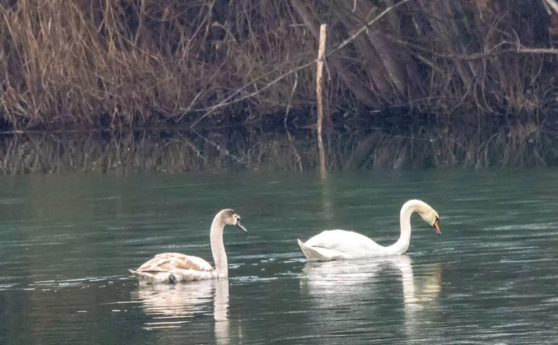 wa Schwan im Eis unterwegs.jpg