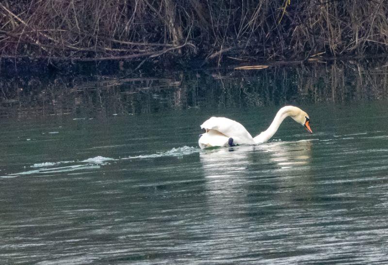 wa Schwan Eisbrecher.jpg