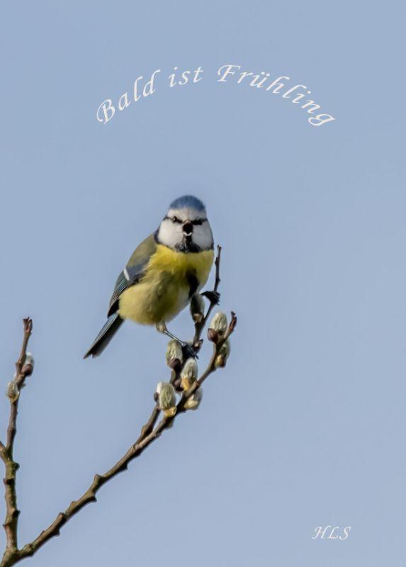 Blaumeise Frühling Kopie best.jpg