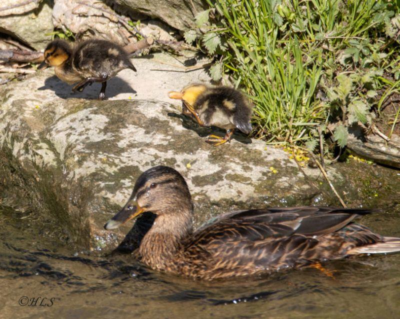 Enten HLS.jpg