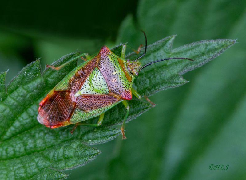 _MG_7660 Wipfel-Stachelwanze HLS.jpg