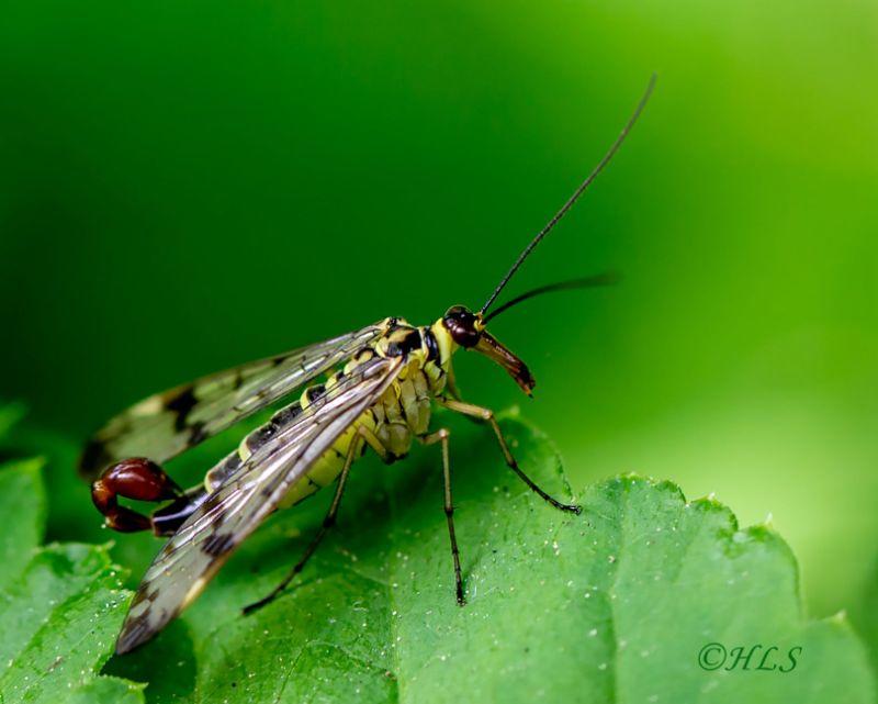 _MG_8153 Kopie Skorpionsfliege HLS.jpg