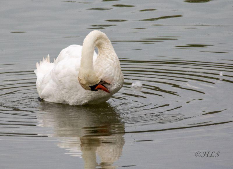 wa Schwan Gefiederpflege.jpg