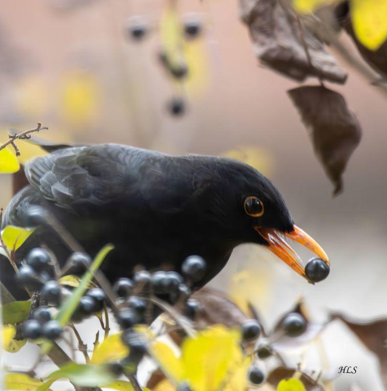 IMG_3669-Amsel am Liguster HLS.jpg