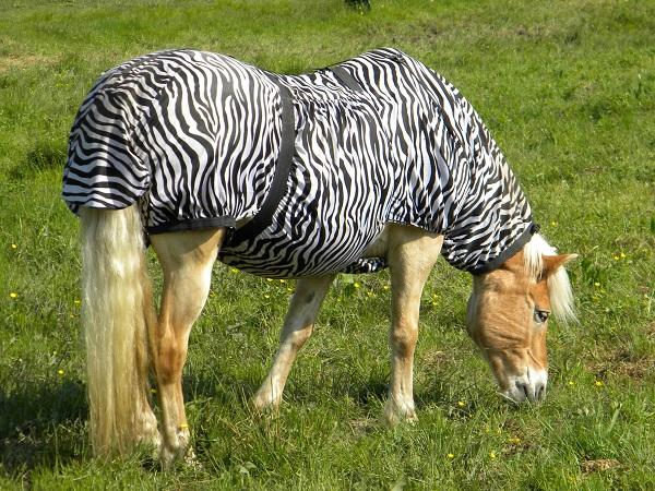 Pferd-Zebra x.JPG