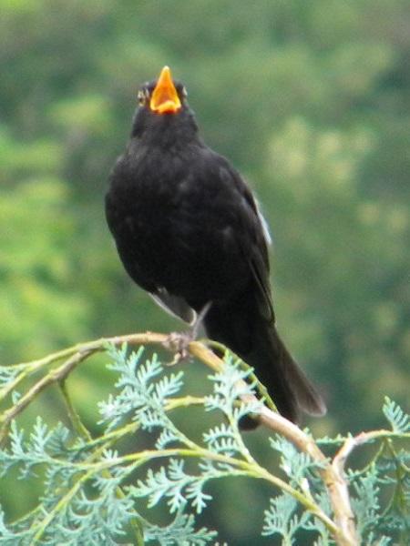 Amsel.JPG