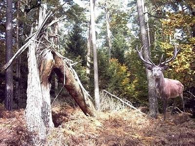 Hirsch im Wald.jpg