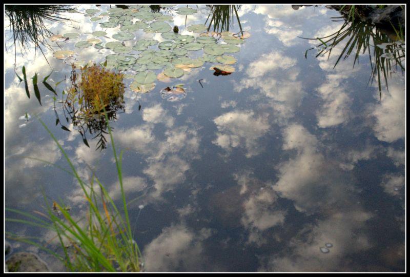 spiegelung im teich.jpg