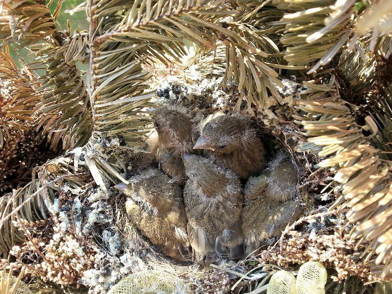 nest im balkon kasten08.45.30.jpg