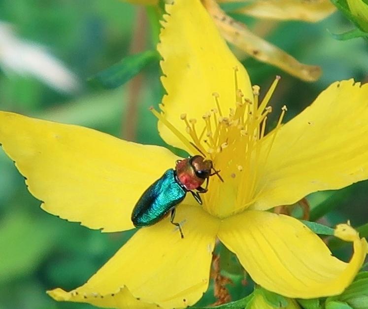 Glänzender Blütenprachtkäfer Anthaxia nitidula1.JPG