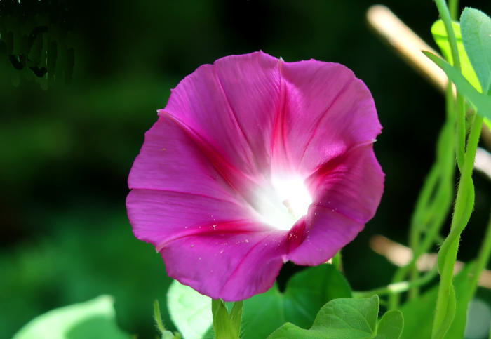 Prunkwinde Ipomoea tricolor1.JPG