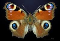 Résultat de recherche d'images pour "pfauenauge schmetterling"