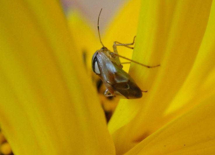 Insekt auf Blume.JPG