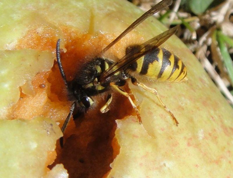 Wespe im Apfel.JPG