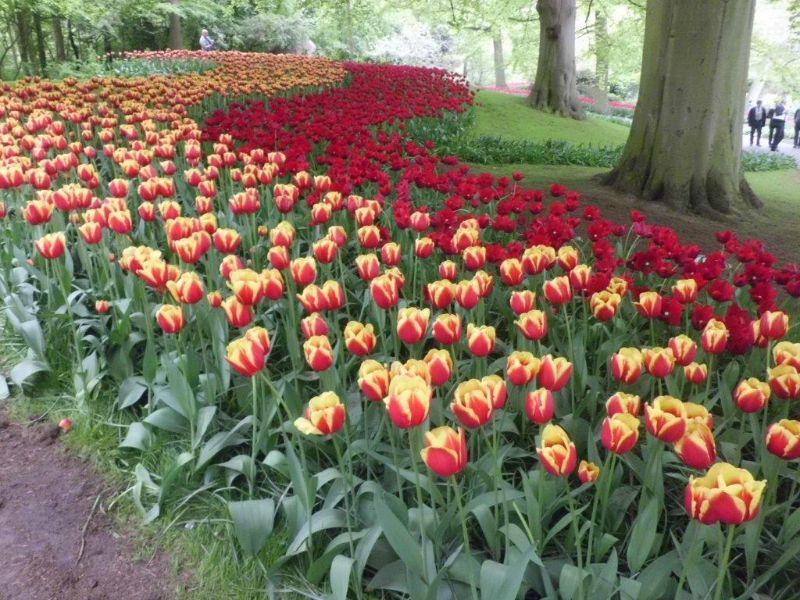 Holl. Tulpenblüte.jpg