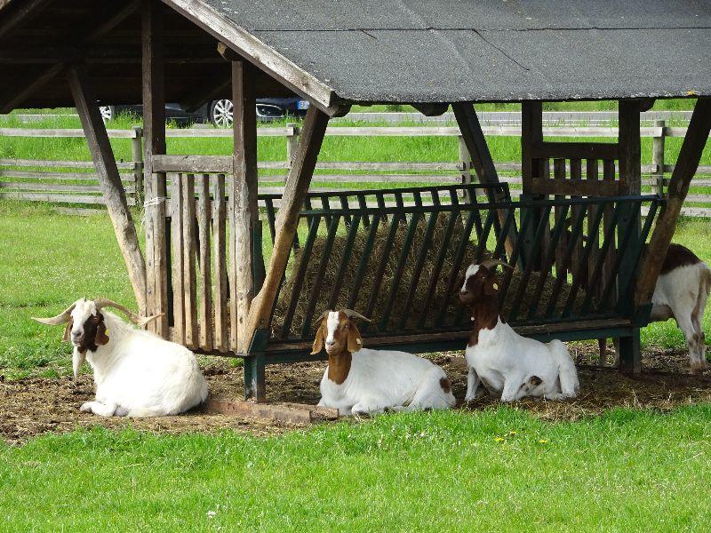 Ziegen in Heho.JPG